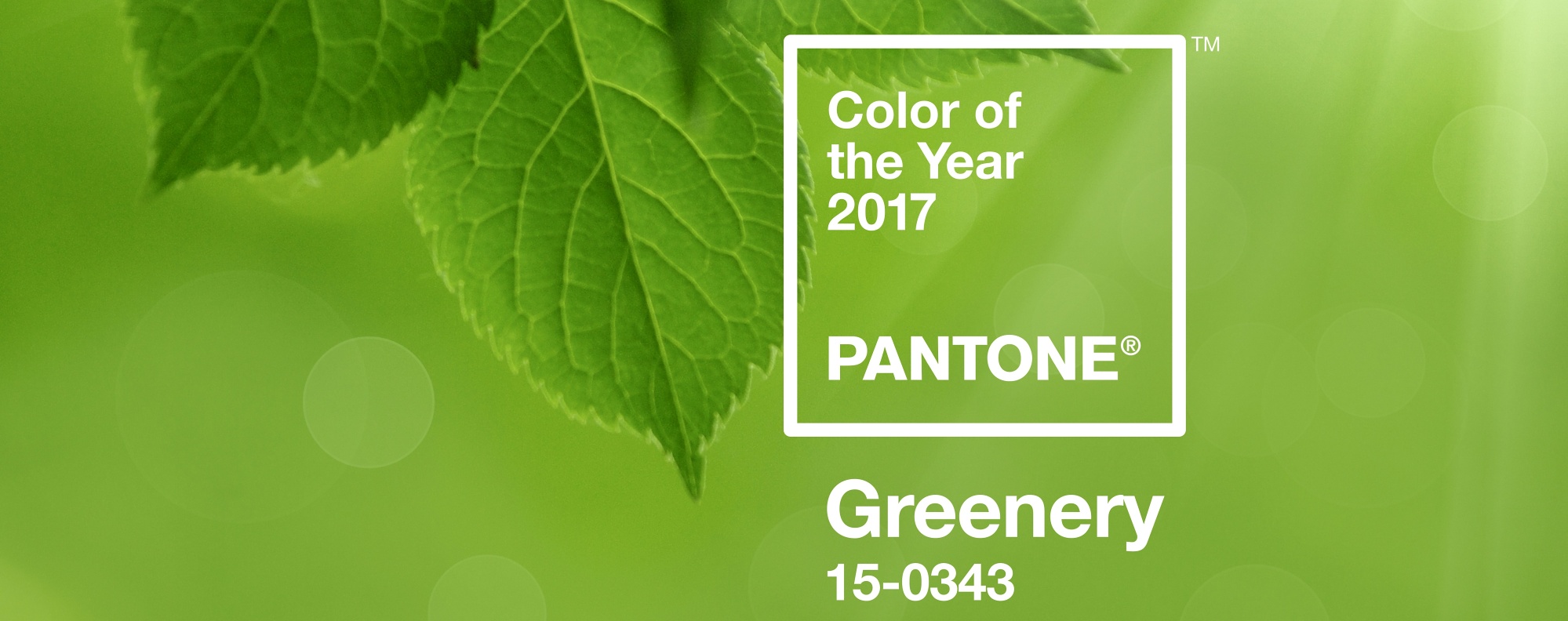 Greenery - Pantone barva roku 2017